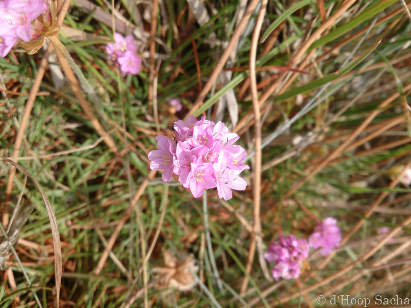 Image et Nature-3-3.jpg