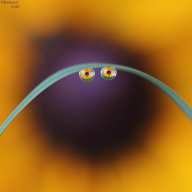 smiley flowers.jpg