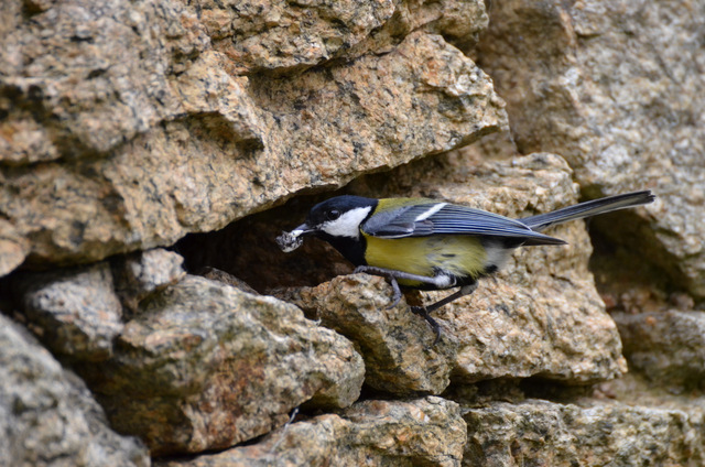 DSC_8647.JPG
