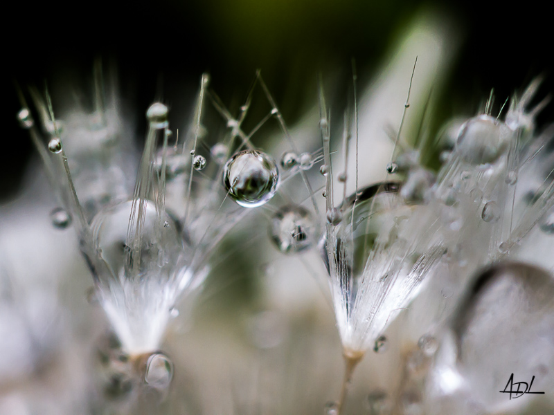 Macro Jardin-105.jpg
