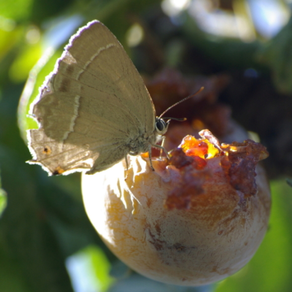 festin de prune.JPG