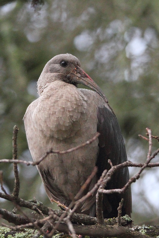 Img004.jpg
