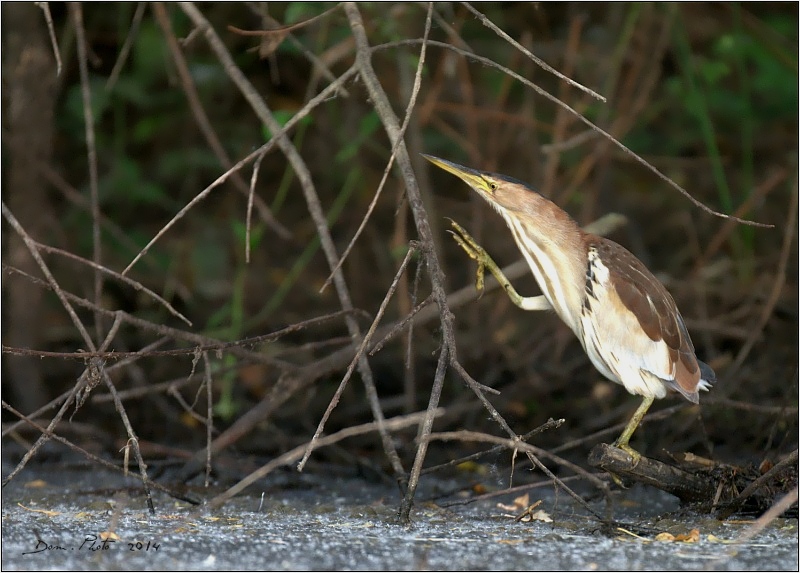 DSC_3300.jpg