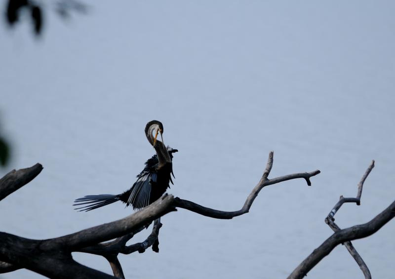 14 Anhinga roux.jpg