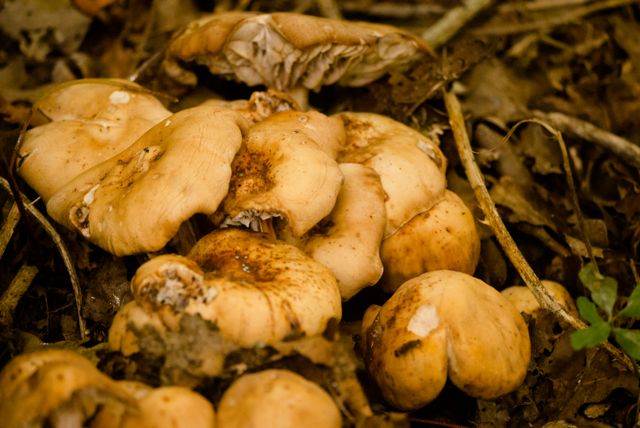 champignons.jpg