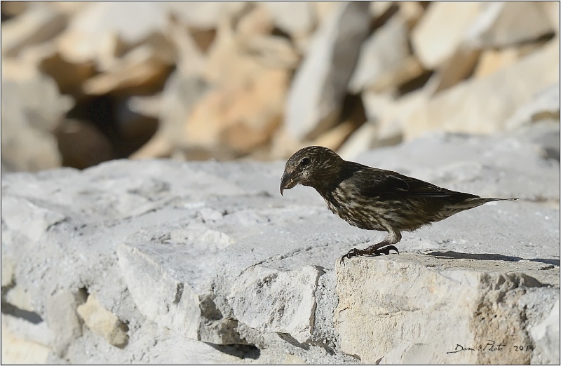 DSC_1104.JPG