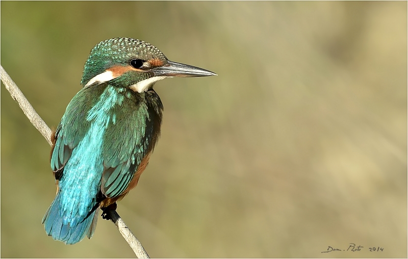 DSC_3554.JPG