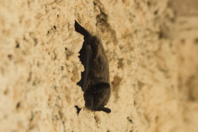 chauve-souris.jpg