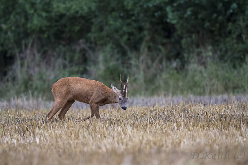 séresville_12-08-2014-20-35-41_0069.jpg