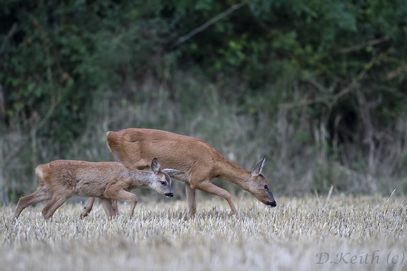 séresville_13-08-2014-20-47-06_0118.jpg