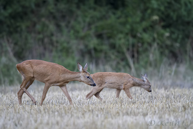 séresville_13-08-2014-20-47-38_0126.jpg