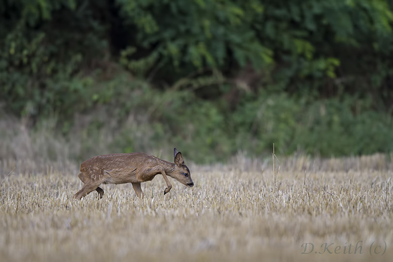 séresville_13-08-2014-19-20-22_0013.jpg