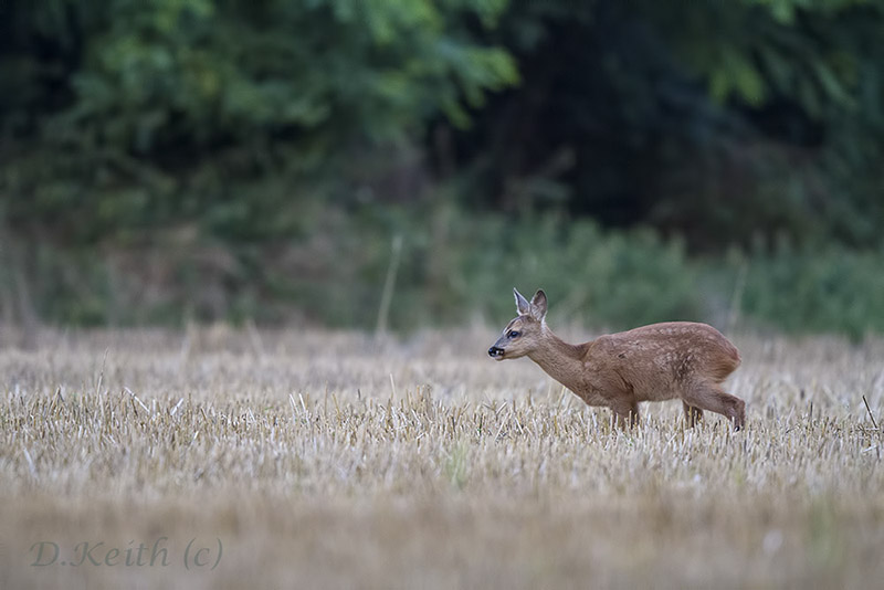 séresville_13-08-2014-20-57-48_0201.jpg