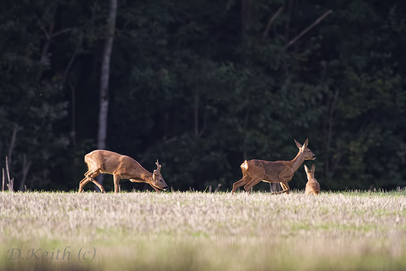 seresville_27-08-2014-19-51-23_0072.jpg