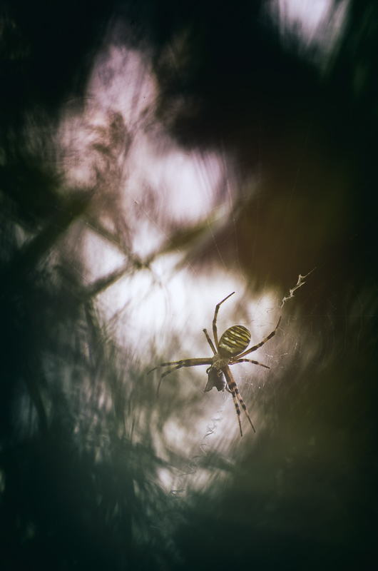 2014Argiope bruennichi#3200k.JPG