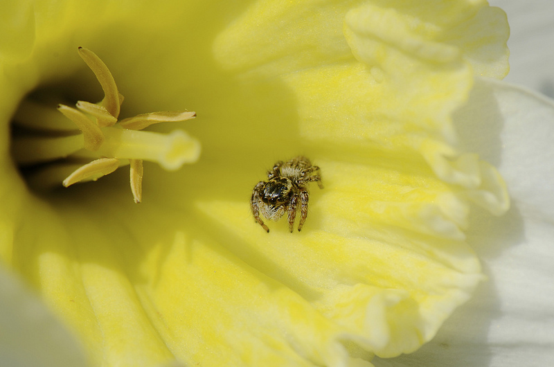 Carrhotus cf. xanthogramma sur Narcissus pseudonarcissu.jpg