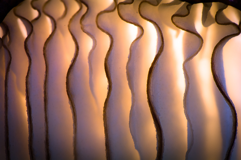 Vagues de lumière 2.jpg
