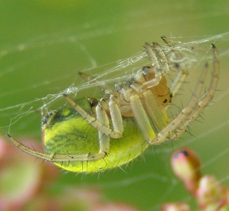 Araignée araniella cucurbitina.JPG
