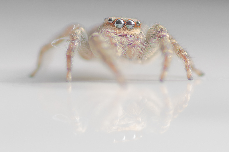I&N - Araignée 3-1.jpg