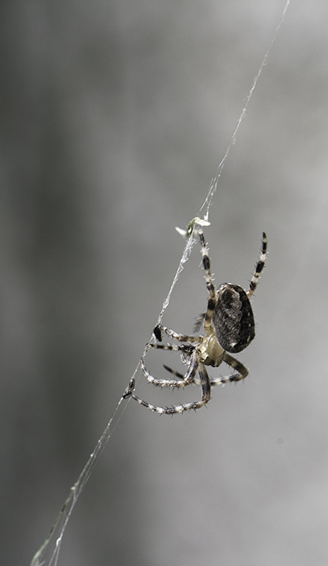 _DSC5433-i et n.jpg