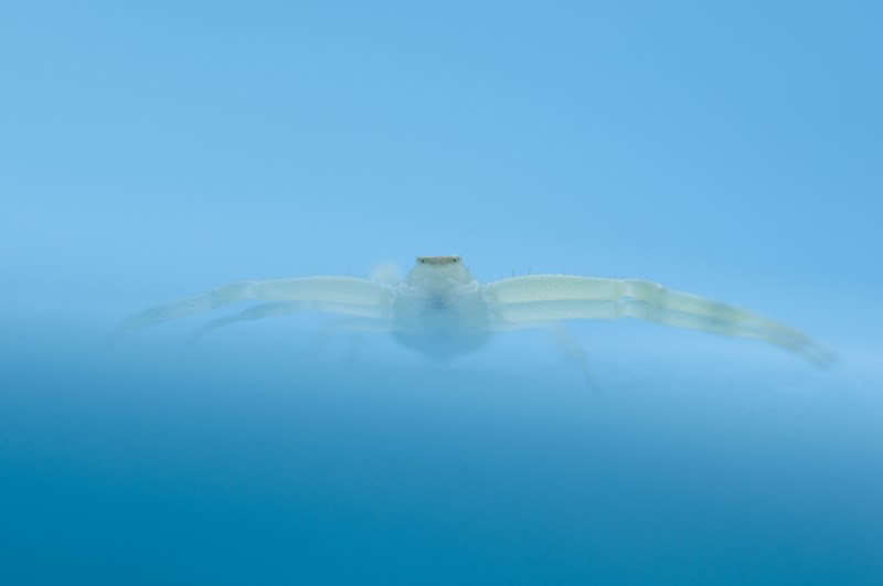 Thomise à la mer - Image Nature - concours septembre araignées  (800 x 531).jpg