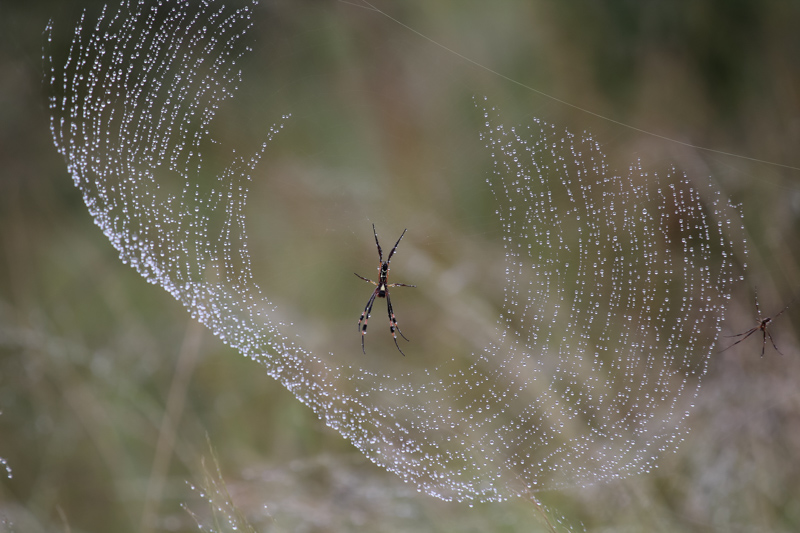 20110217zuidafrika.jpg