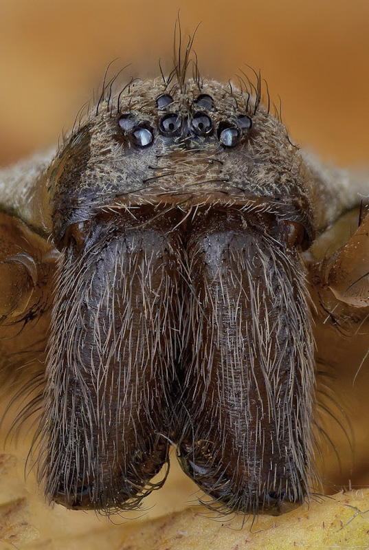 spider 1.jpg