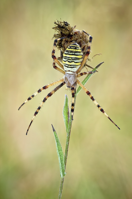 spider 3.jpg