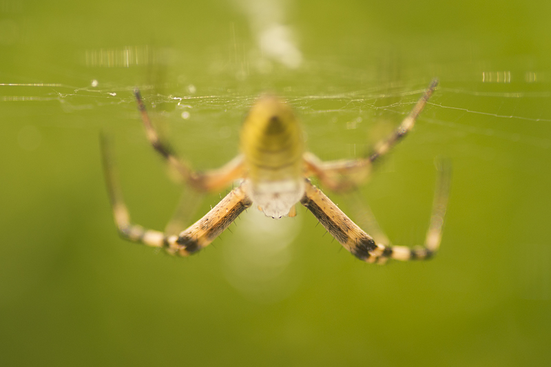 Araignee Argiope_02.jpg