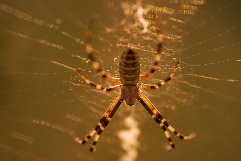 Araignee Argiope_03.jpg