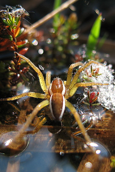 Dolomede fimbriatus DFrimin.jpg
