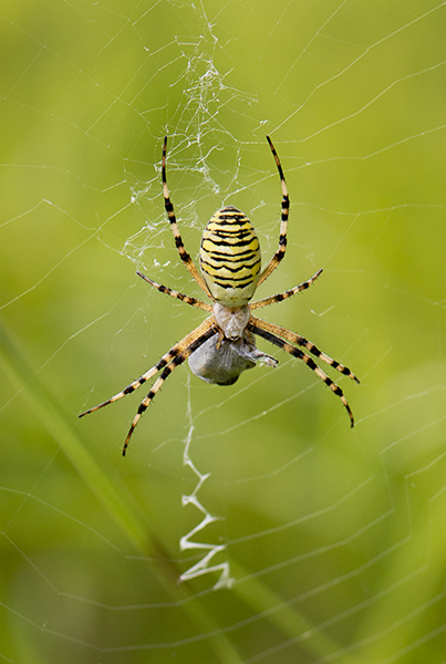 argiope frelon 600 .jpg