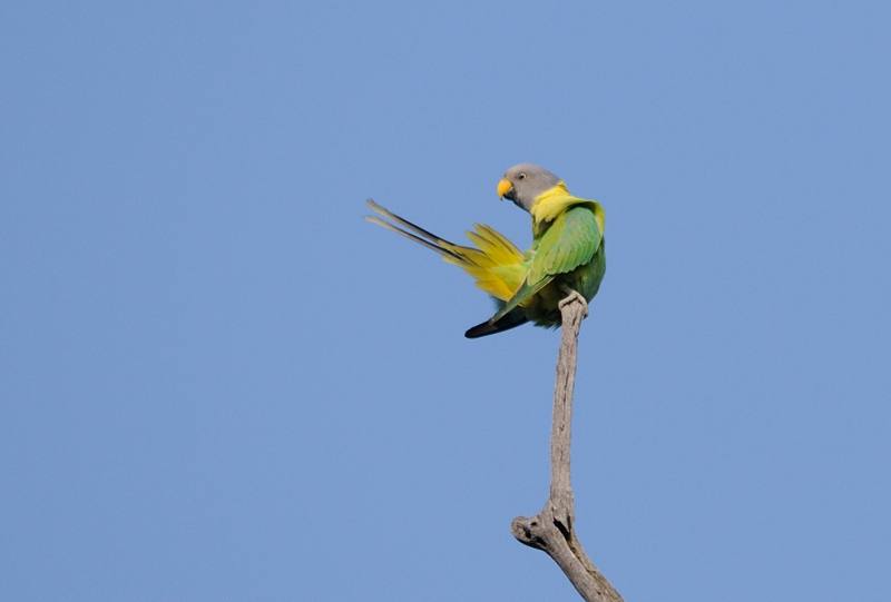 21 Tadoba Perruche à tête prune.jpg