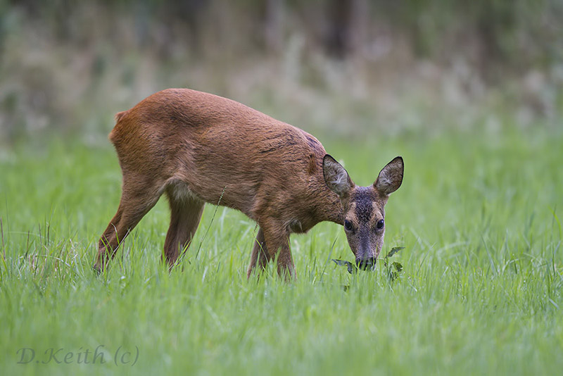 mommenheim_09-07-2014-08-18-09_0671.jpg
