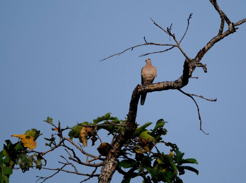 26 Tadoba Tourterelle tigrine.jpg