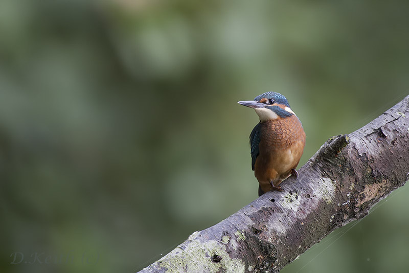 ecluzelles_27-08-2014-09-54-14_0025.jpg