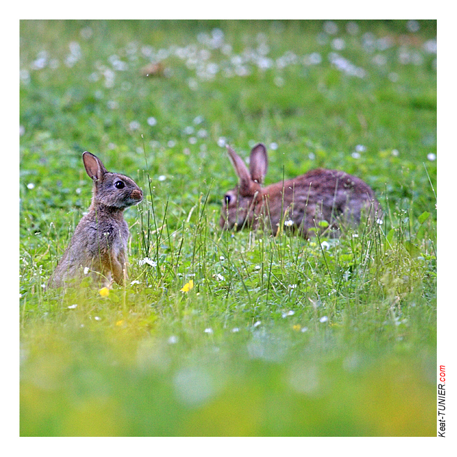 080518-Lapin-04J3-8734.jpg