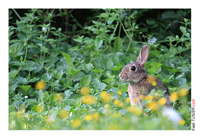 080518-Lapin-04J3-8726.jpg