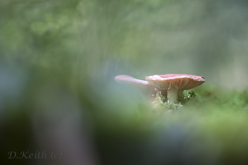 montecot_24-09-2014-14-11-00_0012.jpg