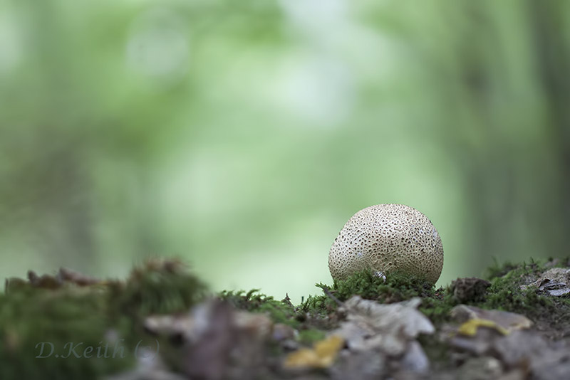 montecot_24-09-2014-14-40-33_0120.jpg
