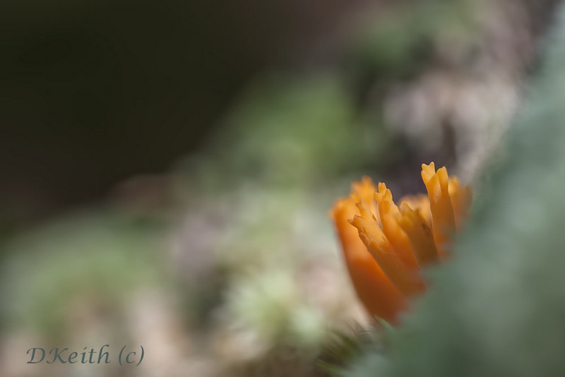 montecot_01-10-2014-14-25-36_0021.jpg