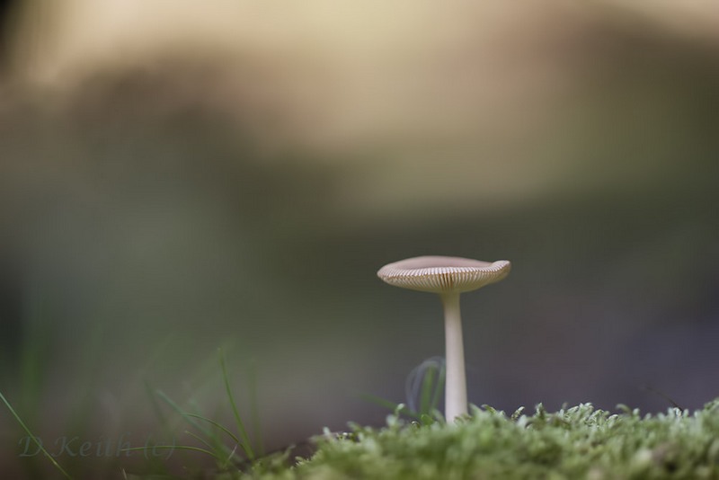 montecot_01-10-2014-15-58-59_0257.jpg