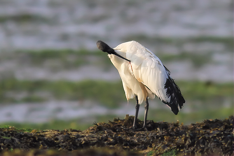 Ibis Pénestin toilettage cp2.jpg