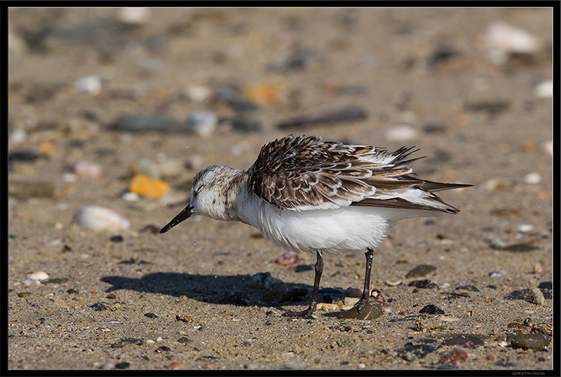 2014 09-19 094 _ Bécasseau sanderling - SCOLOPACIDES - (Calidris alba) _ St Pair Sur Mer.jpg