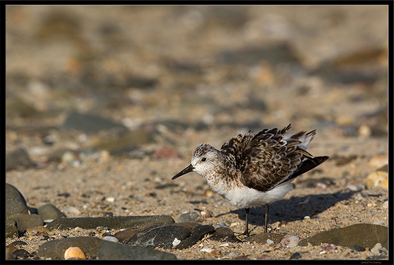 2014 09-19 110 _ Bécasseau sanderling - SCOLOPACIDES - (Calidris alba) _ St Pair Sur Mer.jpg