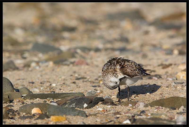 2014 09-19 112 _ Bécasseau sanderling - SCOLOPACIDES - (Calidris alba) _ St Pair Sur Mer.jpg