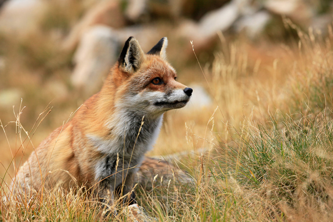 renard dans la valmasque octobre 2012 (1).JPG