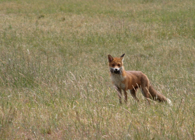renard chasseur.jpg