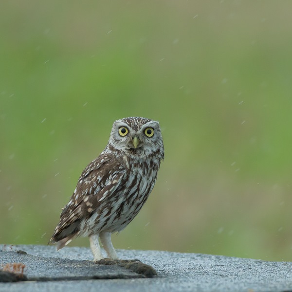 25072014-ED8A7013 (Copier).jpg