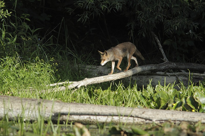 renard.JPG